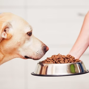 dogs eating_1200x1200